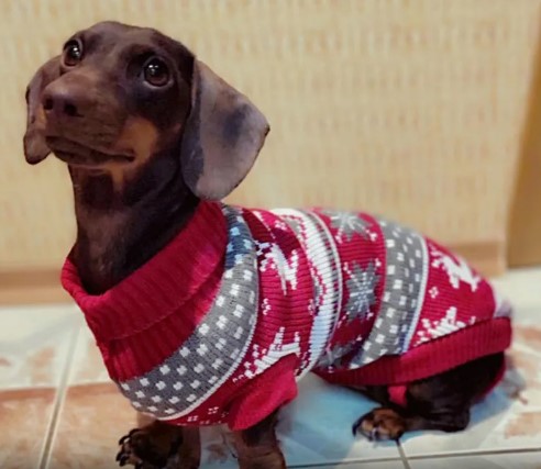 Lindo suéter para perros pequeños invierno cálido cachorro gato ropa Dachshund pulóver Mascotas disfraz ropa