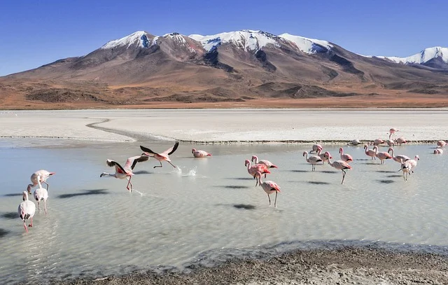 Una imagen de un grupo de flamencos en Los Andes en Bolivia